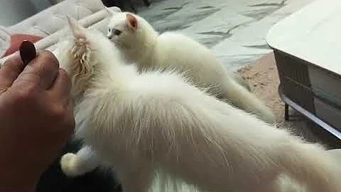 Video 11237011: persiancat persians, persiancat white cat kitten, playing persiancat cat kitten, persiancat cat kitten cute