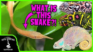 I FOUND MY DREAM SNAKE IN MADAGASCAR! (Herping Madagascar, chameleons, rare frogs, and more!)