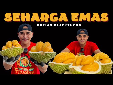 Video: Hvorfor er black thorn durian så dyrt?