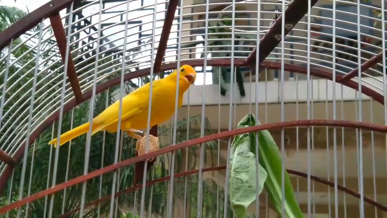 Canário da terra mutação mandando bala para treino de machos!
