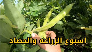 حصاد الباقلاء // تهيئة و زرعة البذور الربيعية