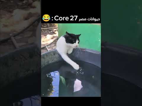 حيوانات مصر Core