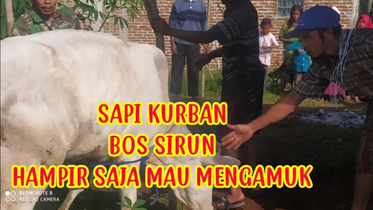SAPI QURBAN BOS SIRUN - YouTube