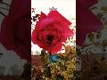 Qur’an Sharif | Hindi Tarjuma Ke Sath | Dil Ko Chhoo Jane Wali #shaikh #ameen #hafiz
