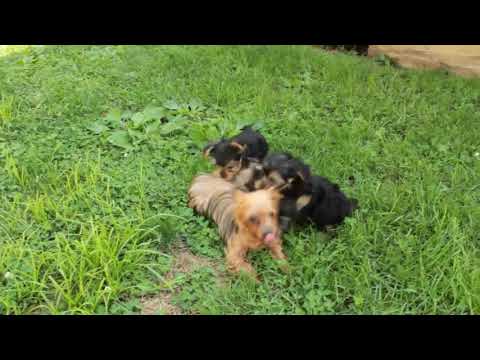 greenfield yorkie puppies