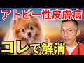 【犬のアレルギー】獣医師が薬を使わずアトピー性皮膚病を改善する方法を解説
