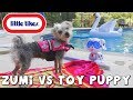 DCTC Puppy Dog Zumi Swimming with Toy Dog | Little Tikes Swim To Me Puppy with DCTC Amy Jo and Zumi