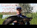 Змееголов озера Калгансыр/Snakehead 2020.