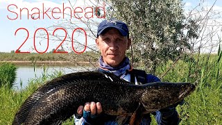 Змееголов озера Калгансыр/Snakehead 2020.