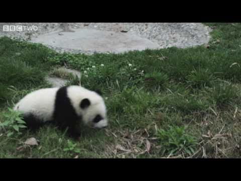 Funny cute baby pandas fall over! - Natural World Special: Panda Makers - BBC Two