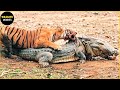 30 Moments Tiger Vs Crocodile Real Fight In Animal World