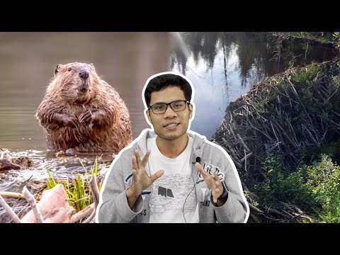 Video: Mengapa memerang membuat empangan?