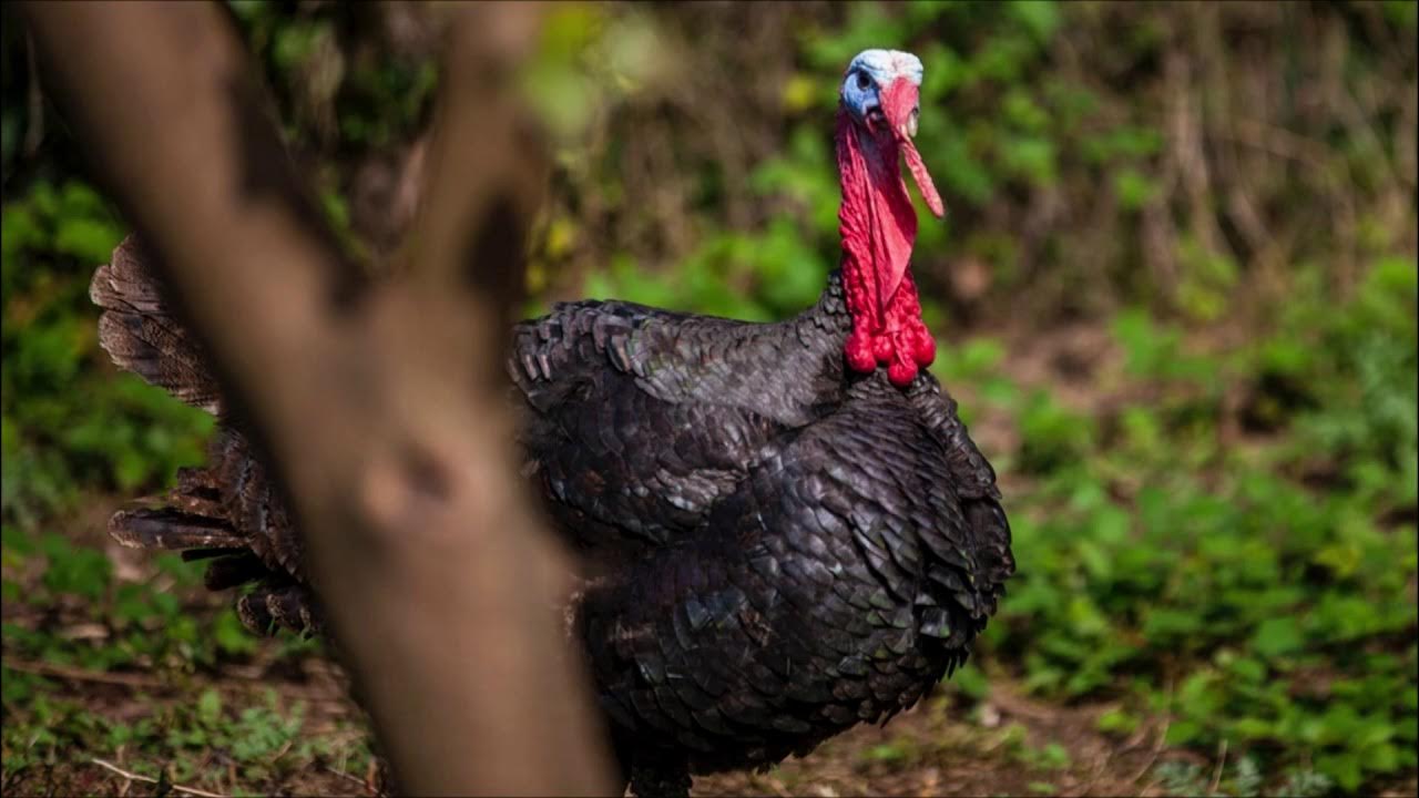 Turkey Gobble Sound Free Sound Effects Animal Sounds YouTube