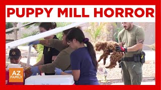 60+ dogs rescued from filthy Litchfield Park puppy mill, MCSO says