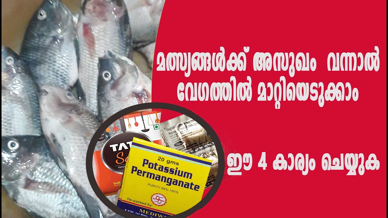 Fish Diseases And Treatment | Fish Fungus Treatment | Fish Diseases ...