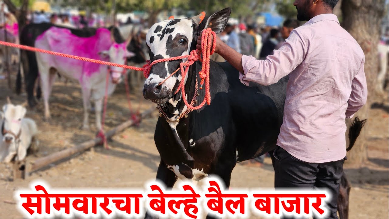 सोमवारचा बेल्हे बैल बाजार,,दि-‌19/01/2026…Belhe Bail Bajar..Bail Bazar Belhe...