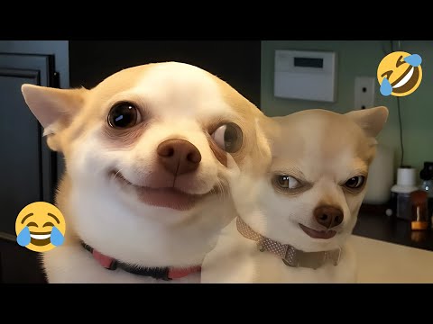 Only 1% Can Survive This Clip 😱 NEW Funny Dogs Video 2025 #15