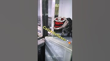 Cats 🐈 Reflexes💀🔥 #edit #trolledit #trollface #shorts #alightmotion #cat