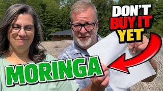 Before You Buy Moringa: 7 Things We Wish We Knew