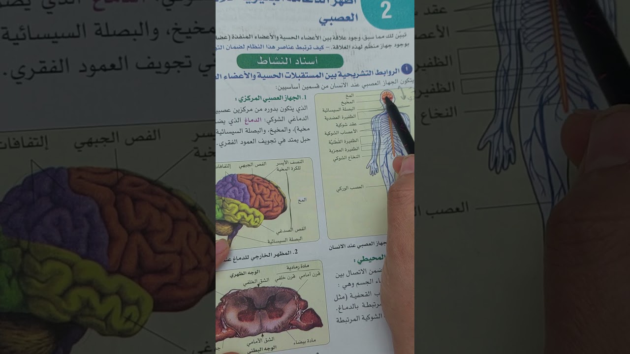 مكونات الجهاز العصبي عند الإنسان (الجزء الأول:المخ)