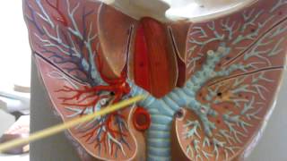 Sistema Respiratorio Traqueia