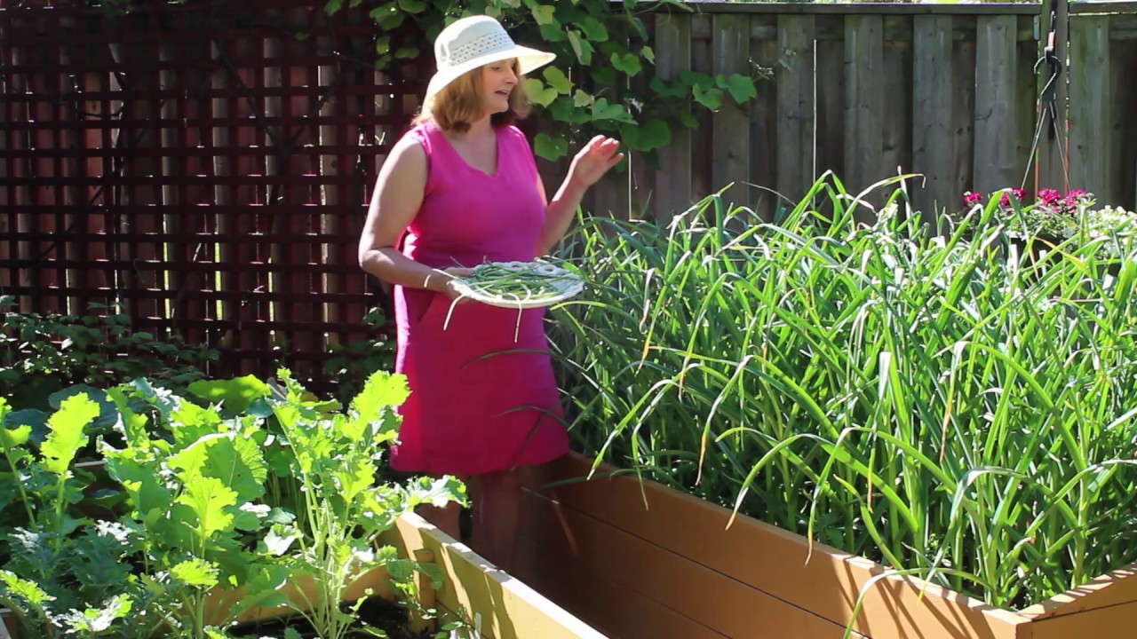 How to harvest and cook with garlic scapes. - YouTube