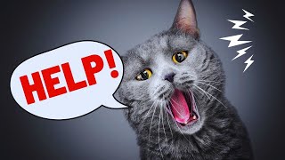 12 Signs That Your Cat Is Silently Asking for Help | Cat Facts