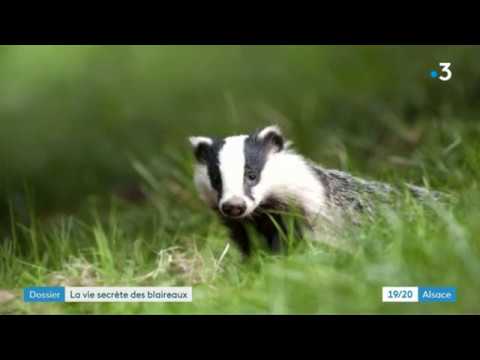 Vidéo: Blaireau : Un Paresseux Ou Un Paysan Forestier économique ?