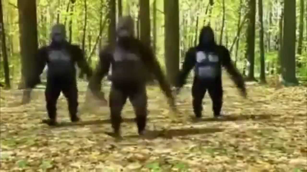 Gekke Apen dans/Crazy monkey dance! - YouTube