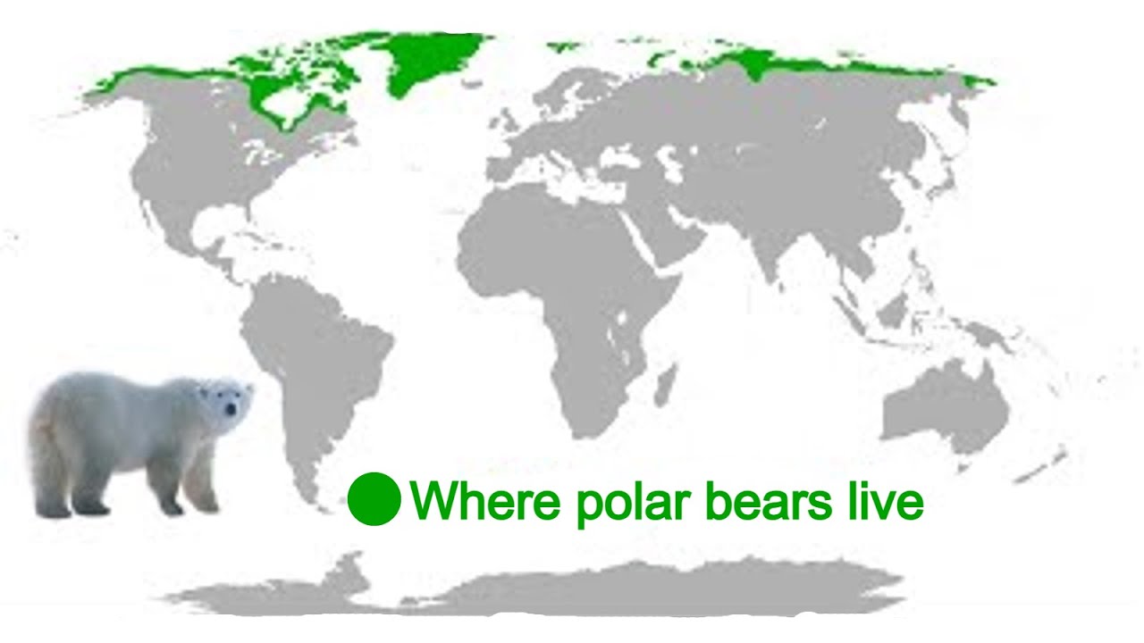 where do polar bears live map