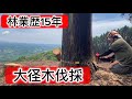林業暦15年! 大径木伐採!#林業 #forest #forestry #work #wood #deforestation