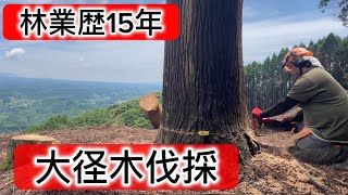 林業暦15年！　大径木伐採！#林業 #forest #forestry #work #wood #deforestation