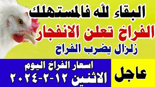 ارتفاع أسعار الفراخ البيضاء اليوم/ سعر الفراخ البيضاء اليوم الاثنين 12-2-2024 في مصر