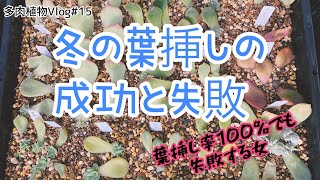多肉植物vlog 15 冬の葉挿しの成功と失敗 わたし 葉挿し苦手なんです Youtube
