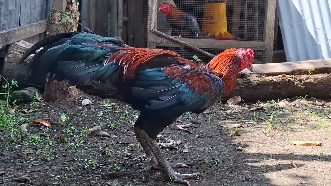Mangon VS Shamo # Rooster