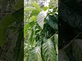 pohon kopi hutan#part5