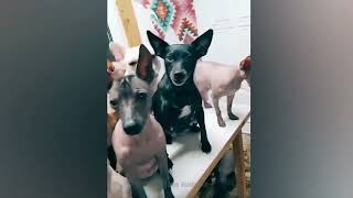 #Funny Pets Animal Videos | Fun with cats and dogs 2022 | #Stunning&Funny #Videos