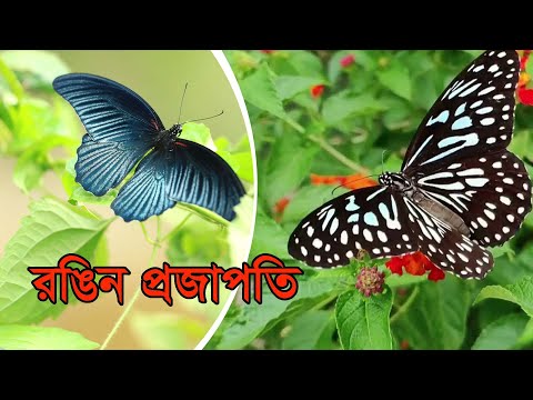বর্ণিল প্রজাপতি | Colorful Butterflies | ***Butterflies of Bangladesh***