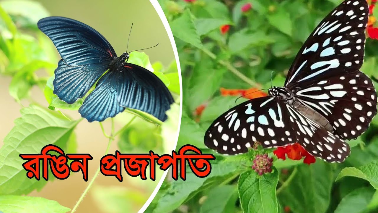 বর্ণিল প্রজাপতি | Colorful Butterflies | ***Butterflies of Bangladesh***