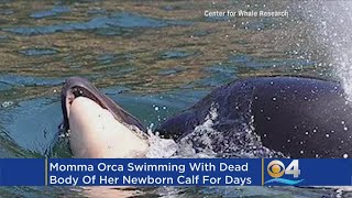 Mourning Orca Mother Carries Dead Calf For Week During 'Deep Grieving'