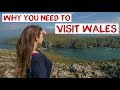 UK's Best Wildlife - Wales | Dolphins, Puffins & Seals | Skomer Island UK Road Trip Travel Vlog 21