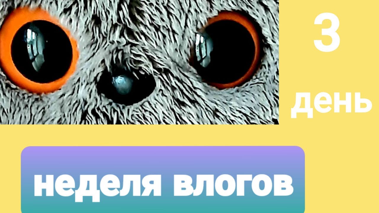 Неделя влогов с басиками. День 3