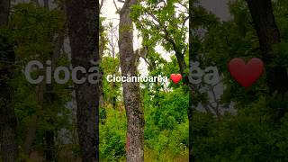 #Ciocănitoarea #love #trending #nature