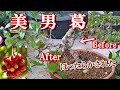 【美男葛】ほったらかされたビナンカズラ10年間植え替えしてもらえず Kadsura japonica left untouched for 10 years without replanting