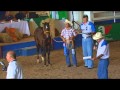 CAMPEONATO POTRILLO COPA  ROTATIVA 2010