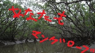 Halfraid 「マングローブが自生した日」