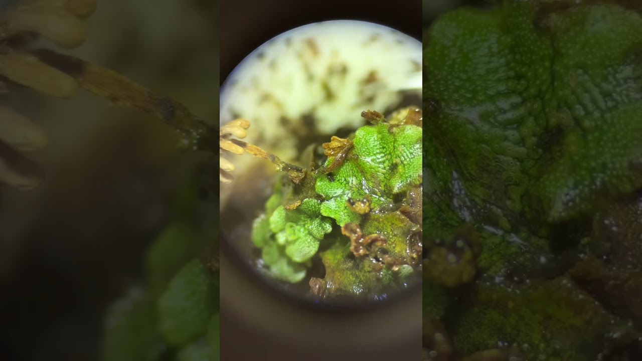 The Microscopic World of Plants￼