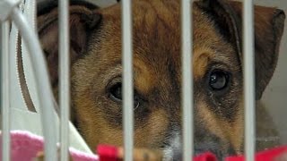 Rescued puppies require expensive treatment for Parvo