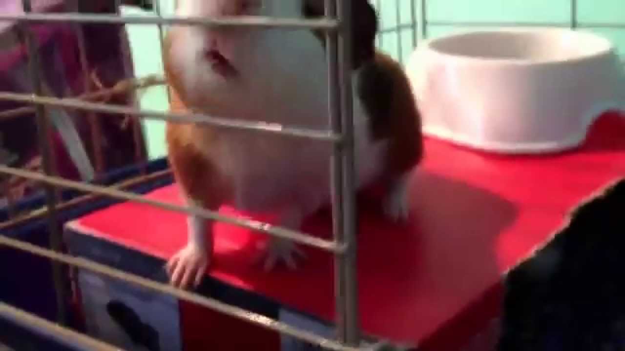 6 things you need for a Guinea pig YouTube