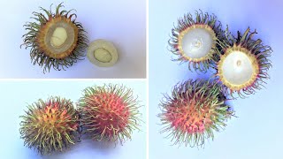 Rambutan vs Ants Timelapse